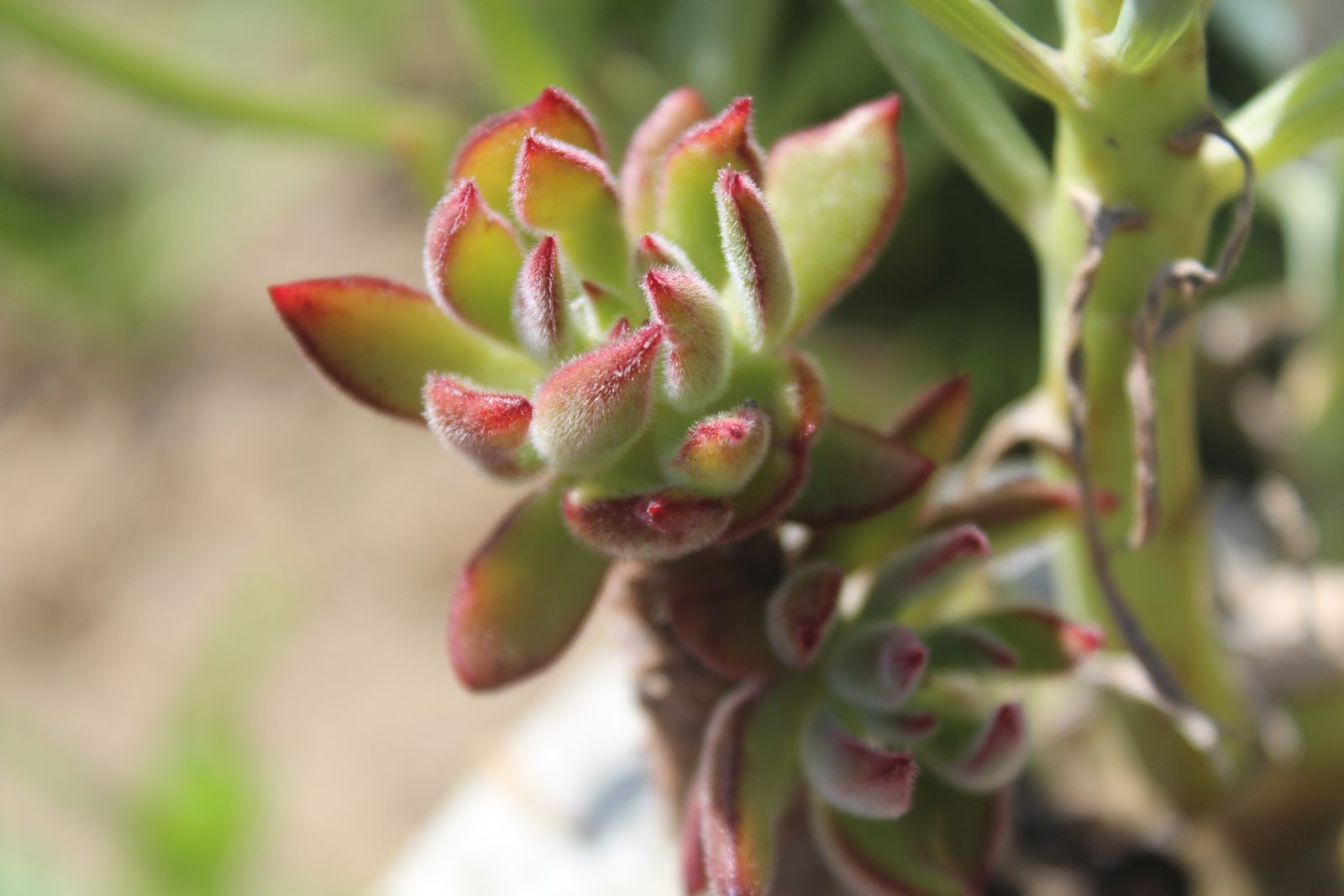Master's Garden, photo 78