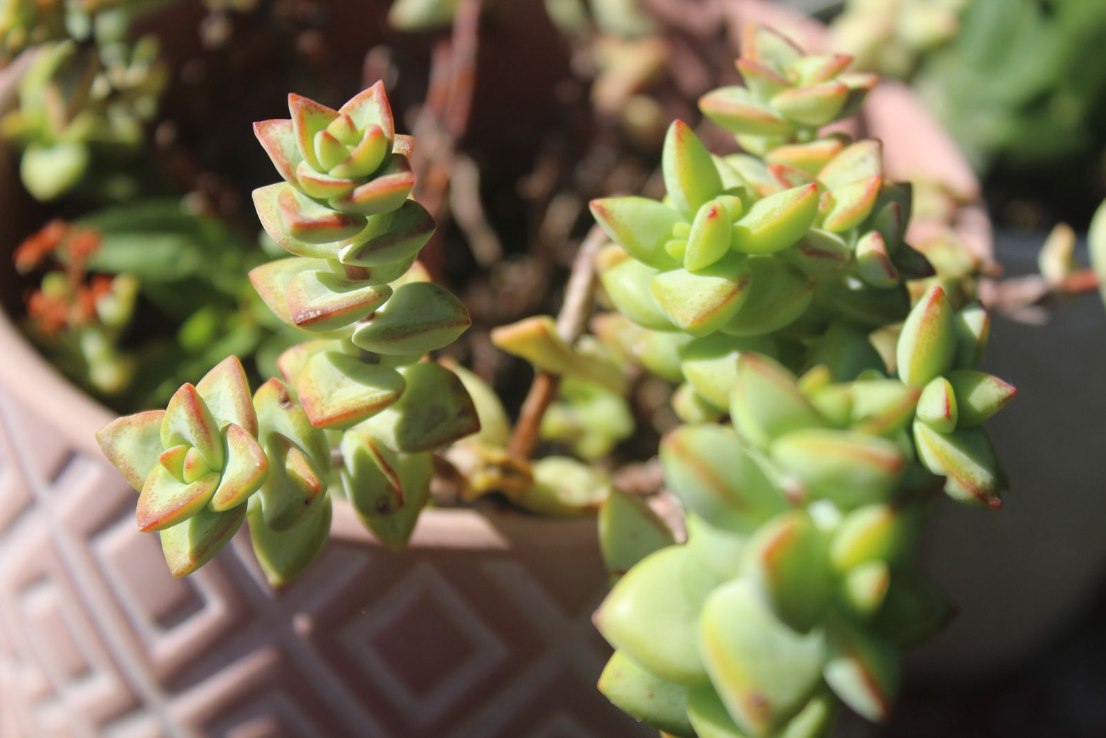 Master's Garden, photo 12