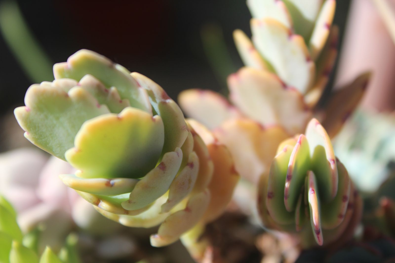 Master's Garden, photo 27