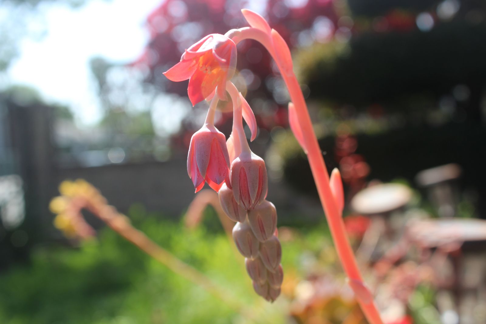Master's Garden, photo 82