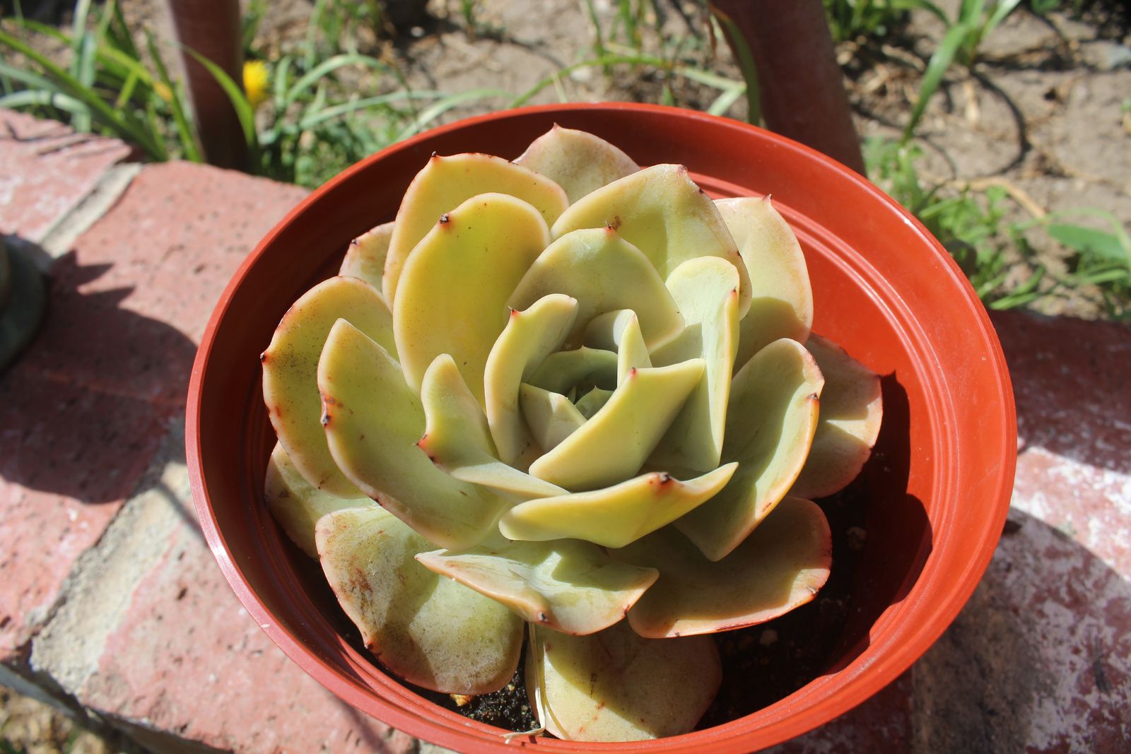 Master's Garden, photo 87
