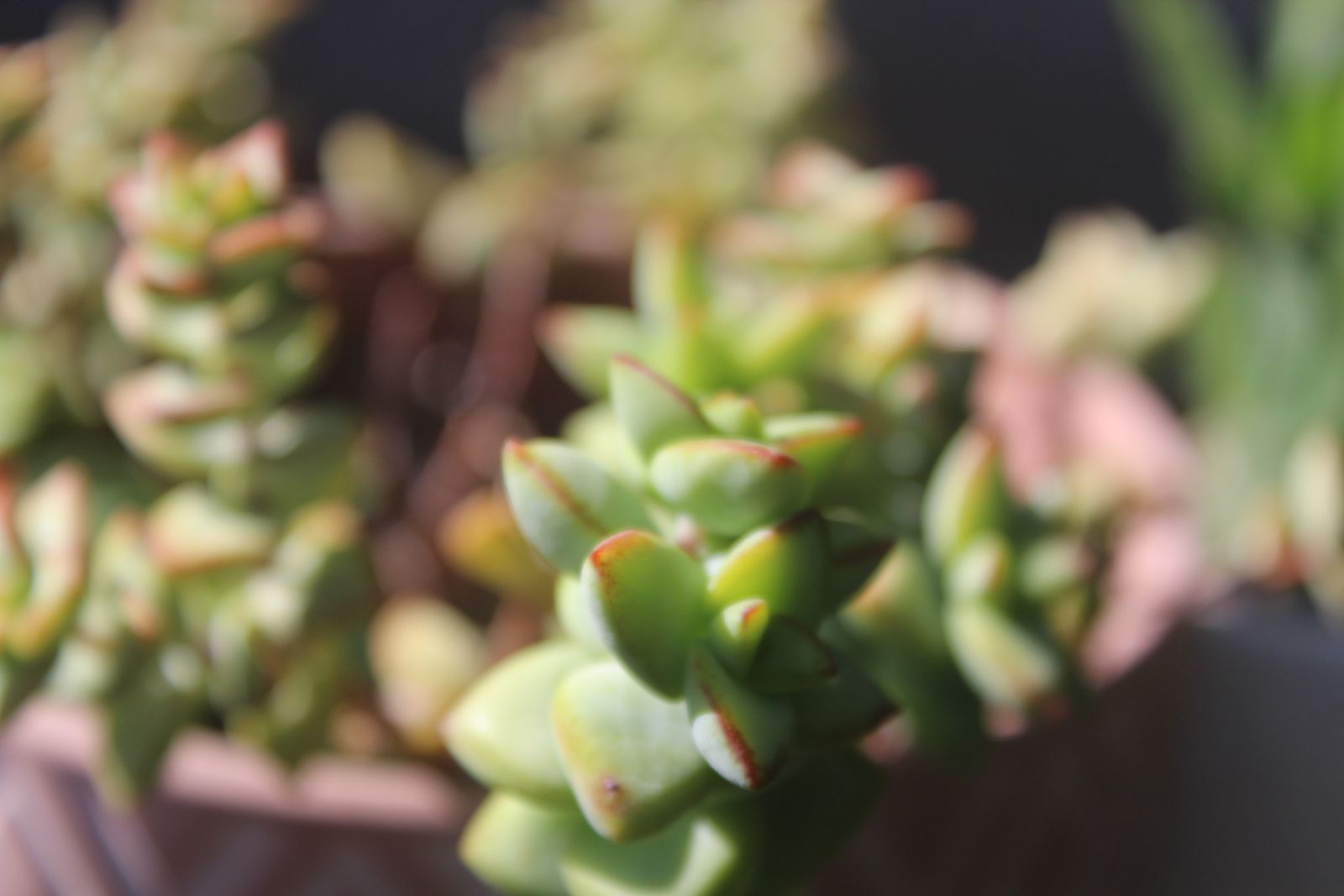 Master's Garden, photo 10