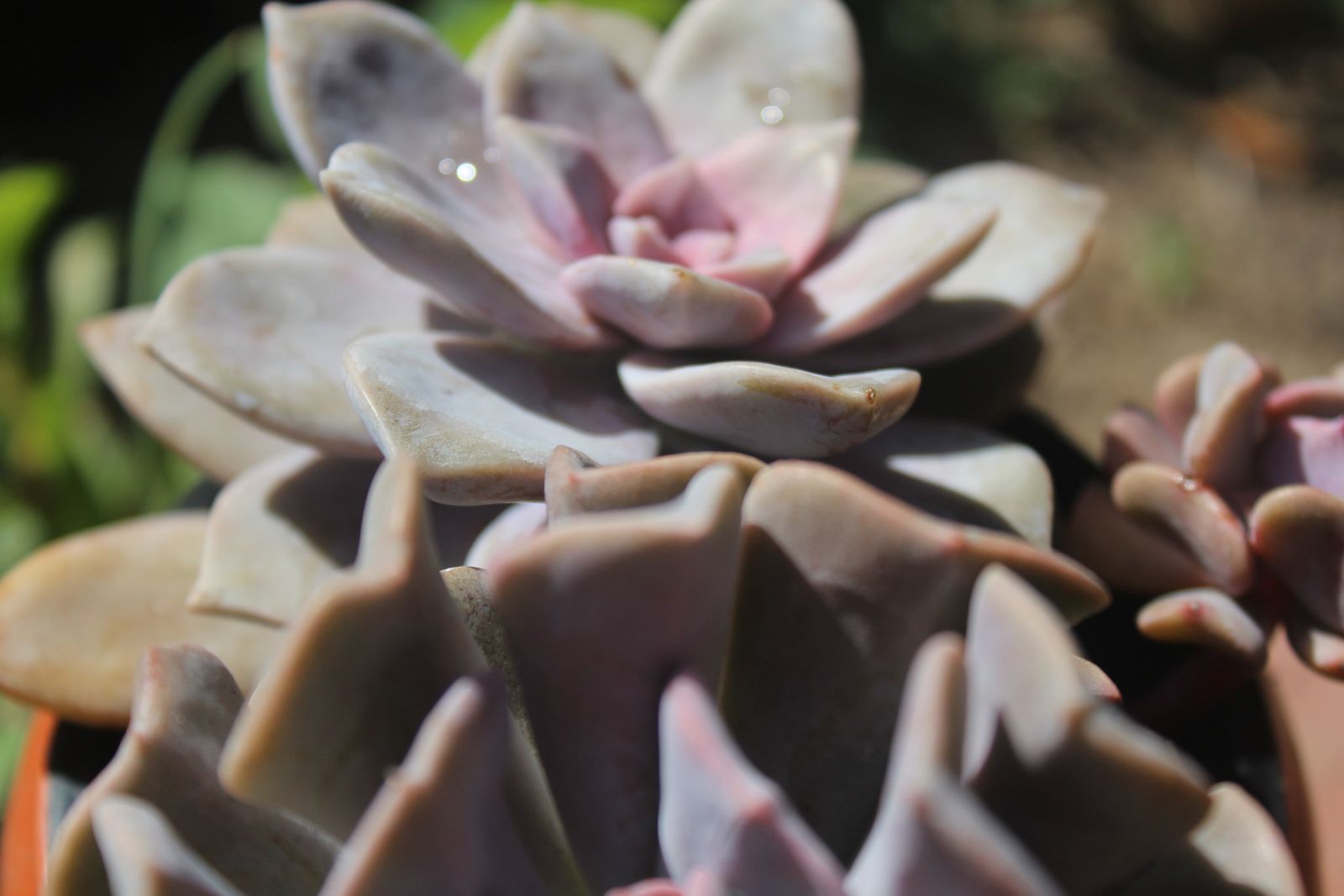 Master's Garden, photo 63