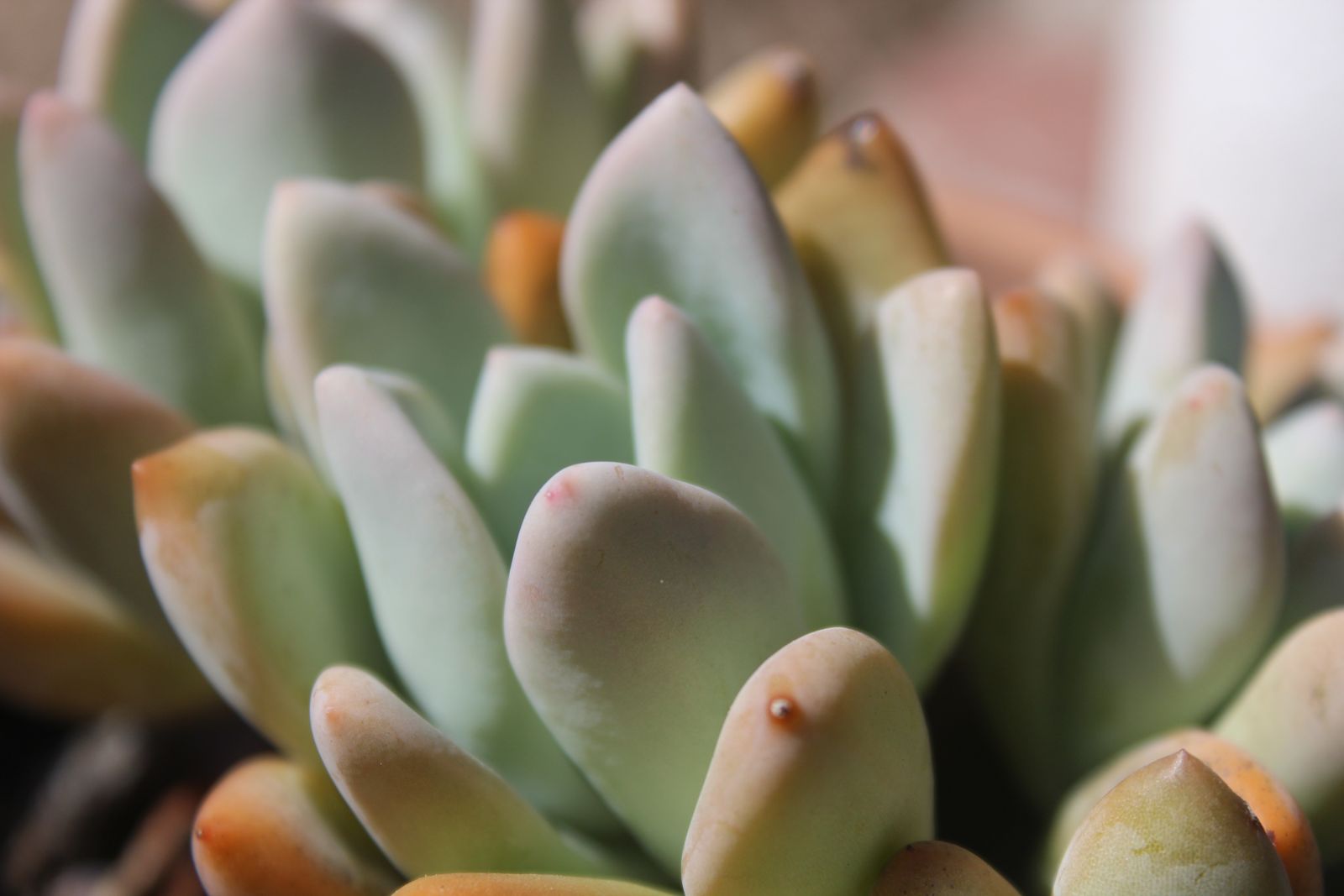 Master's Garden, photo 65