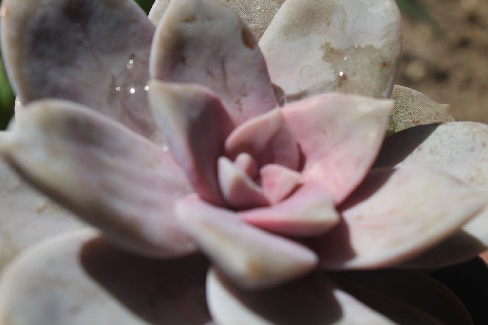 Master's Garden, photo 70