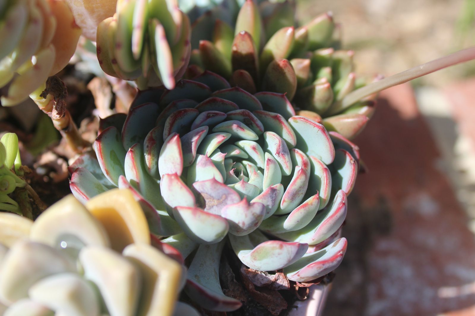 Master's Garden, photo 49