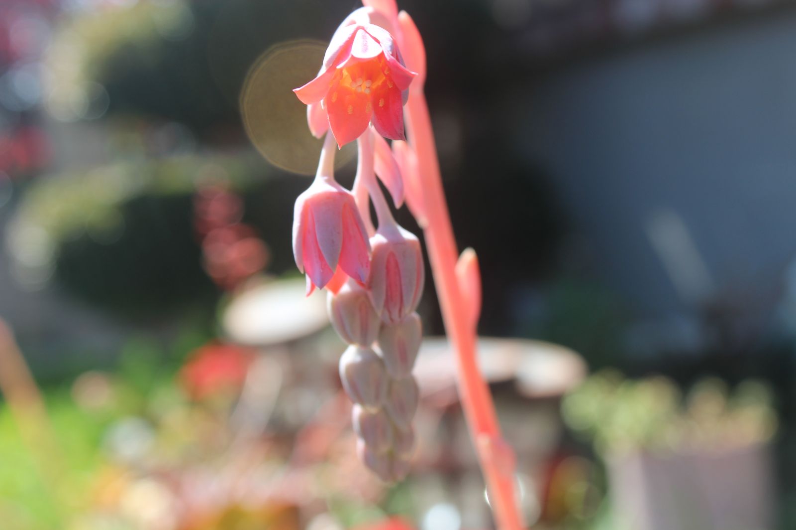 Master's Garden, photo 81