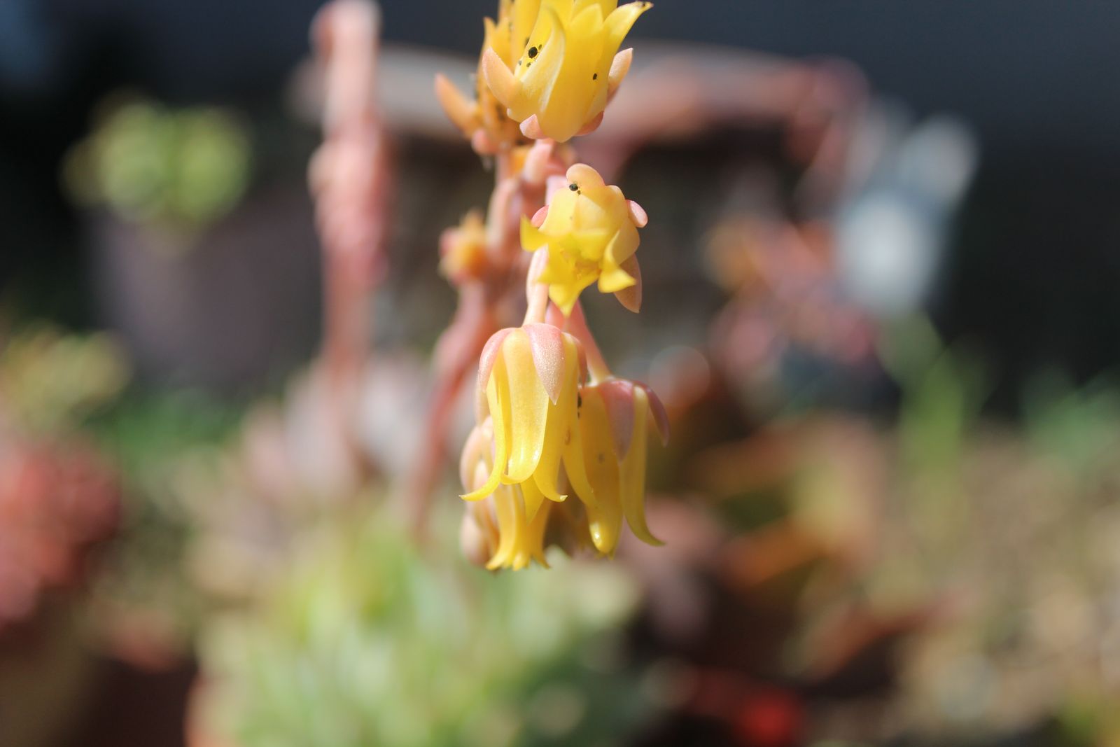 Master's Garden, photo 55