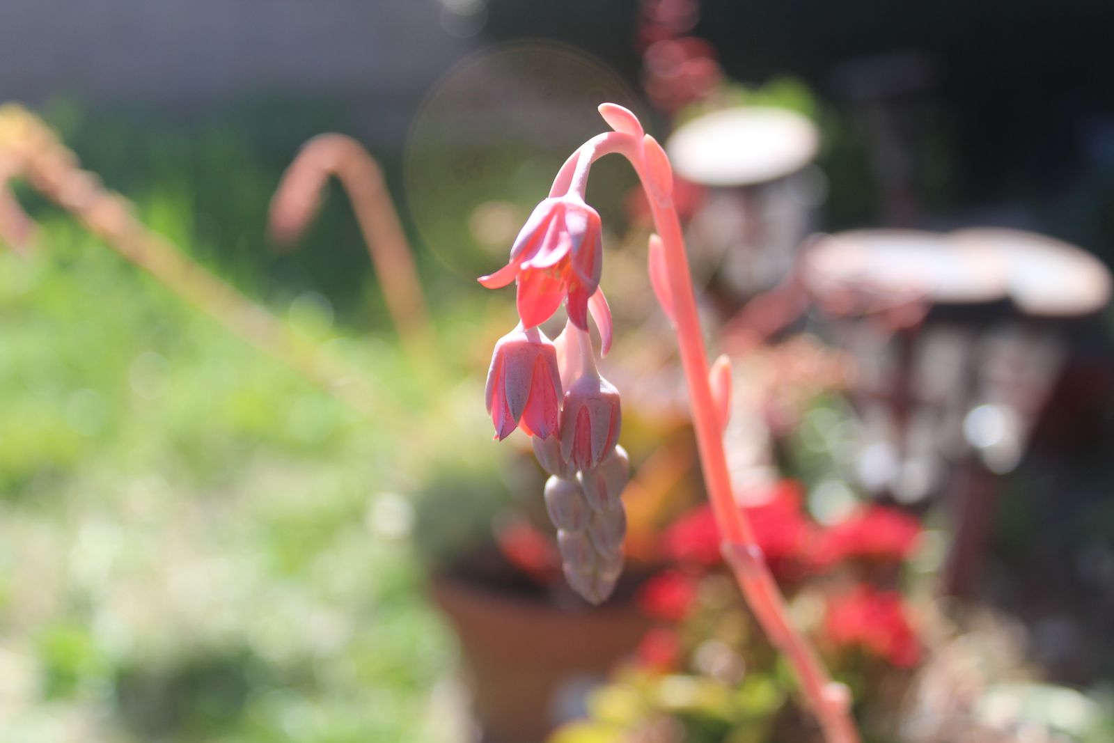 Master's Garden, photo 44
