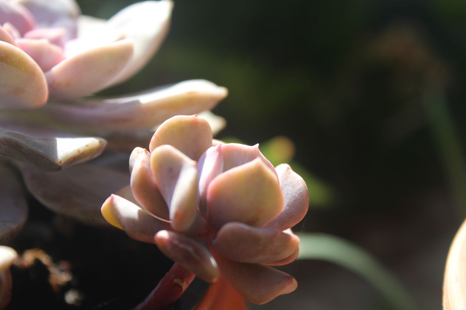 Master's Garden, photo 1