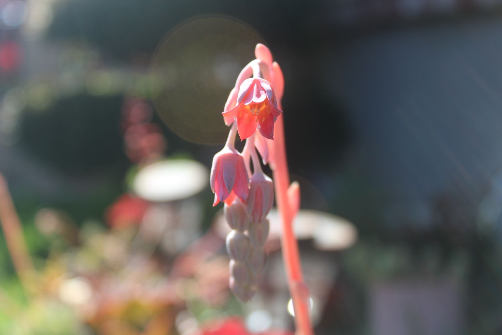 Master's Garden, photo 39
