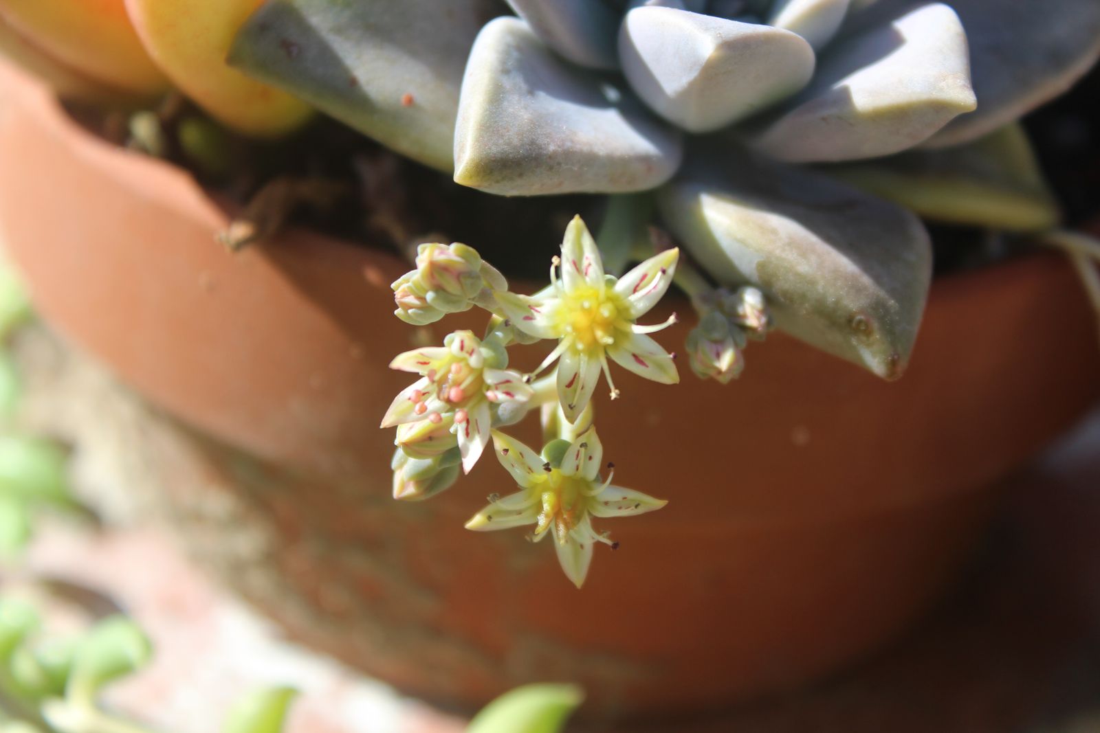 Master's Garden, photo 21