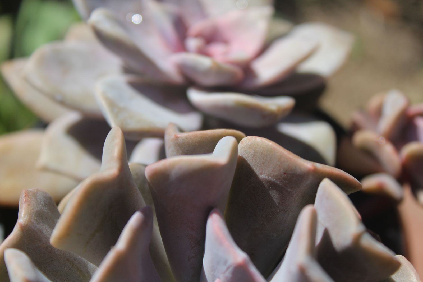 Master's Garden, photo 64