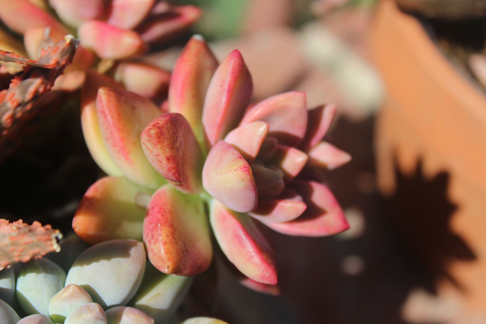 Master's Garden, photo 33