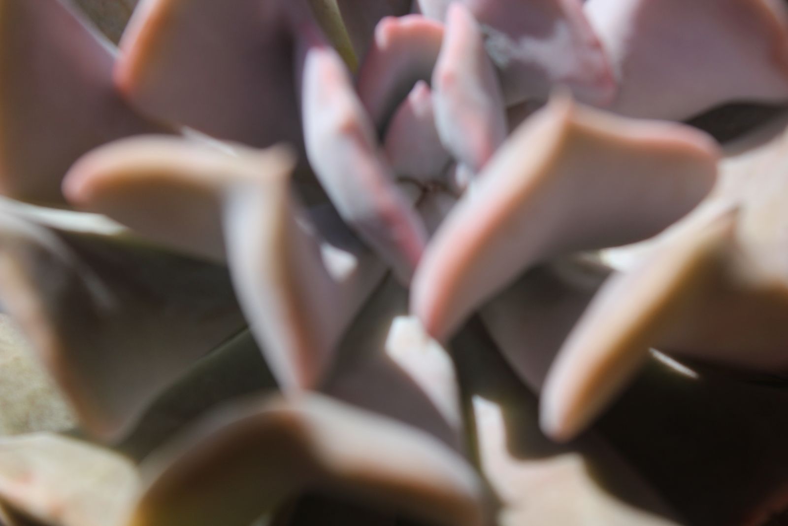 Master's Garden, photo 68