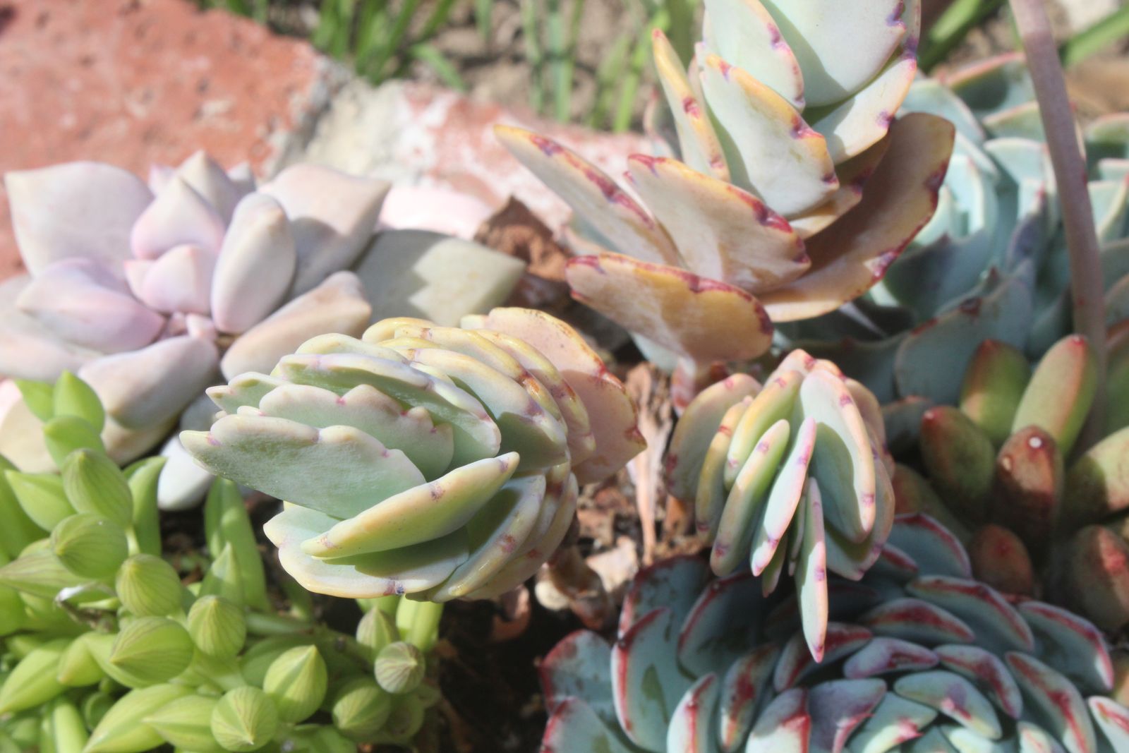 Master's Garden, photo 50