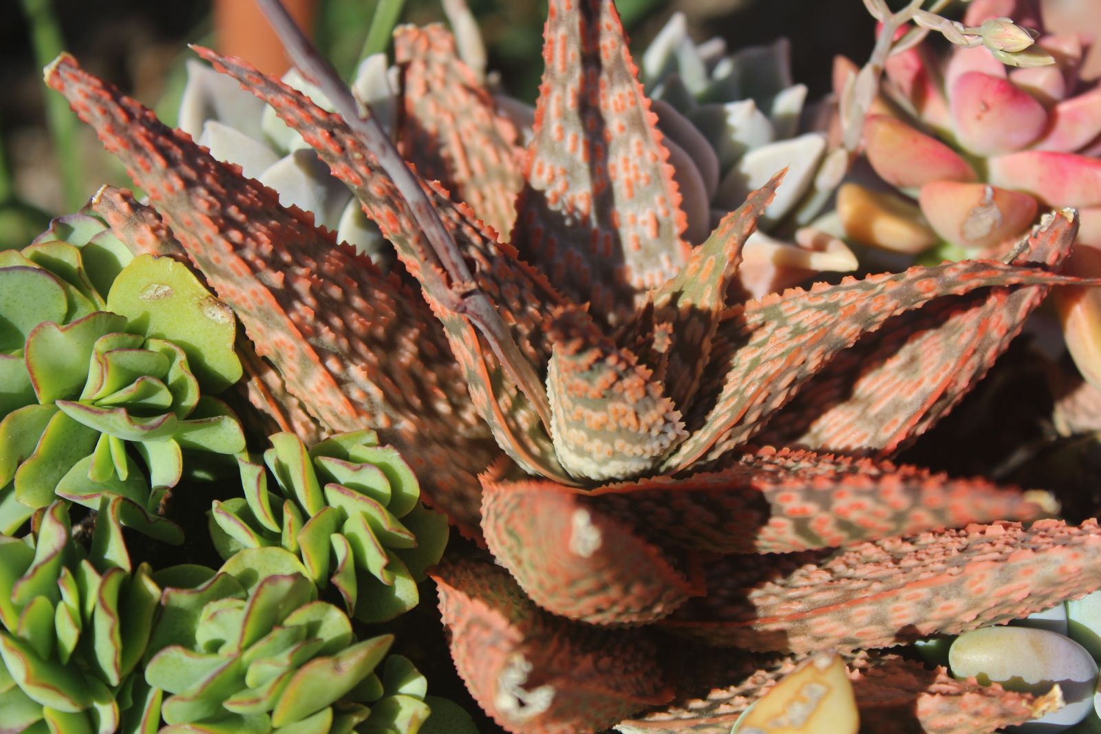 Master's Garden, photo 38