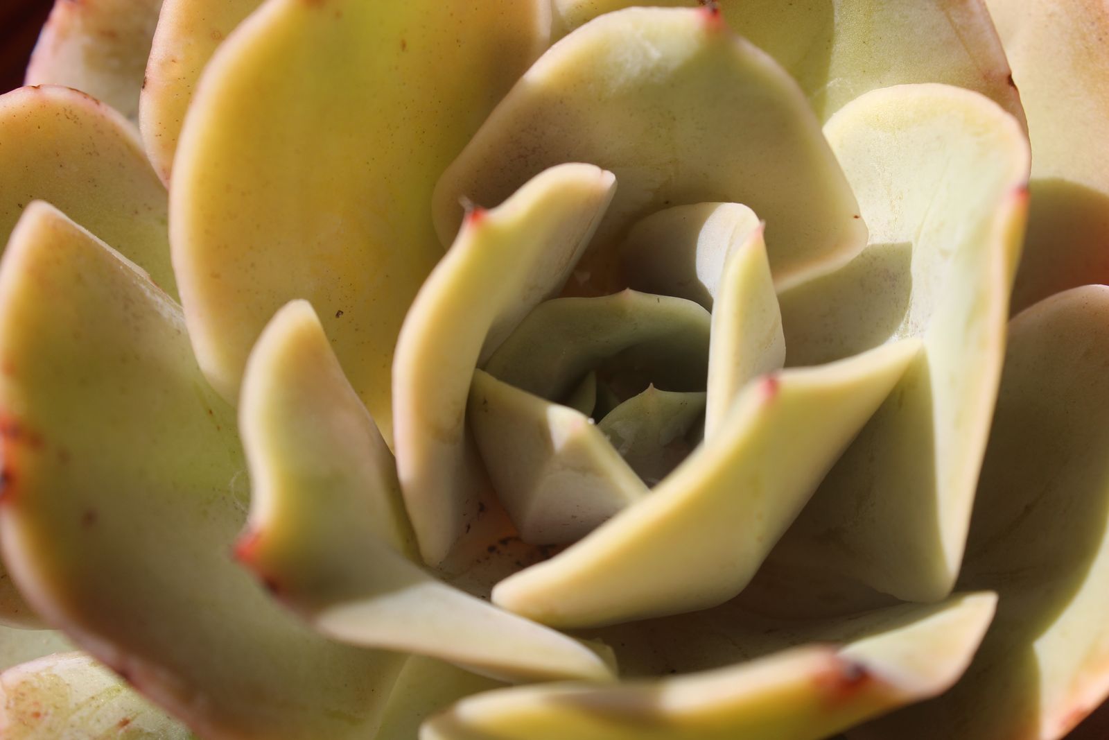Master's Garden, photo 83
