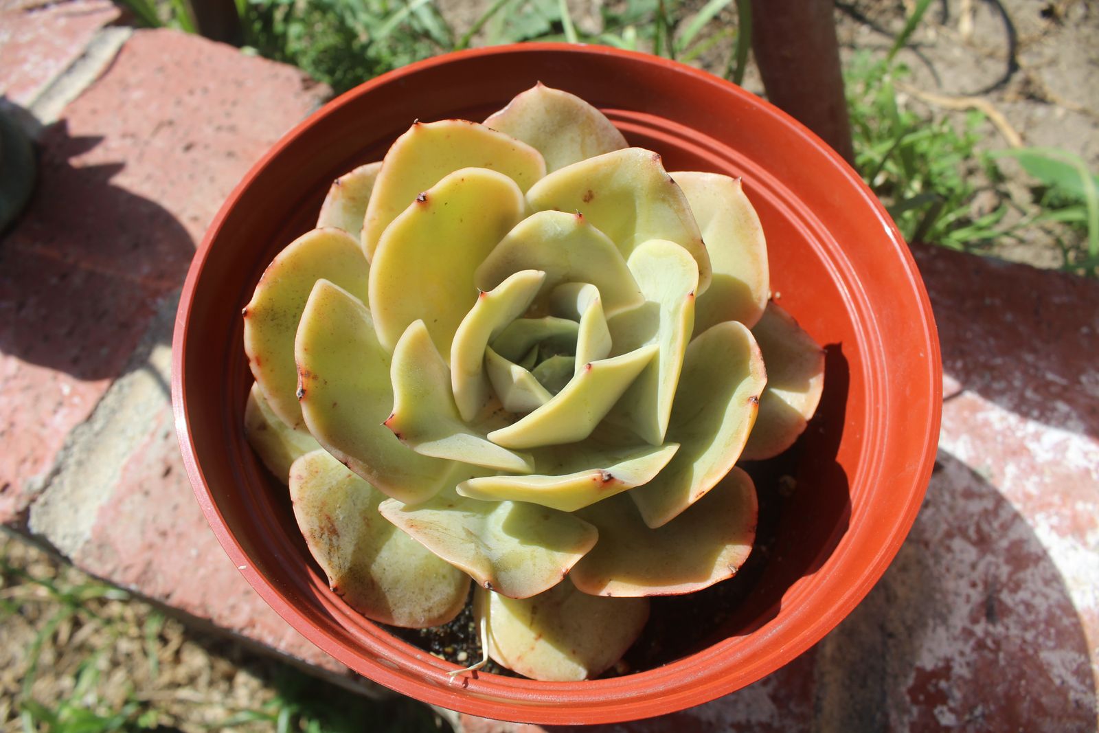Master's Garden, photo 85