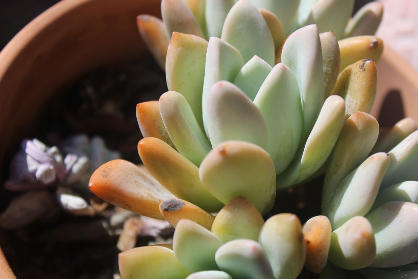 Master's Garden, photo 6