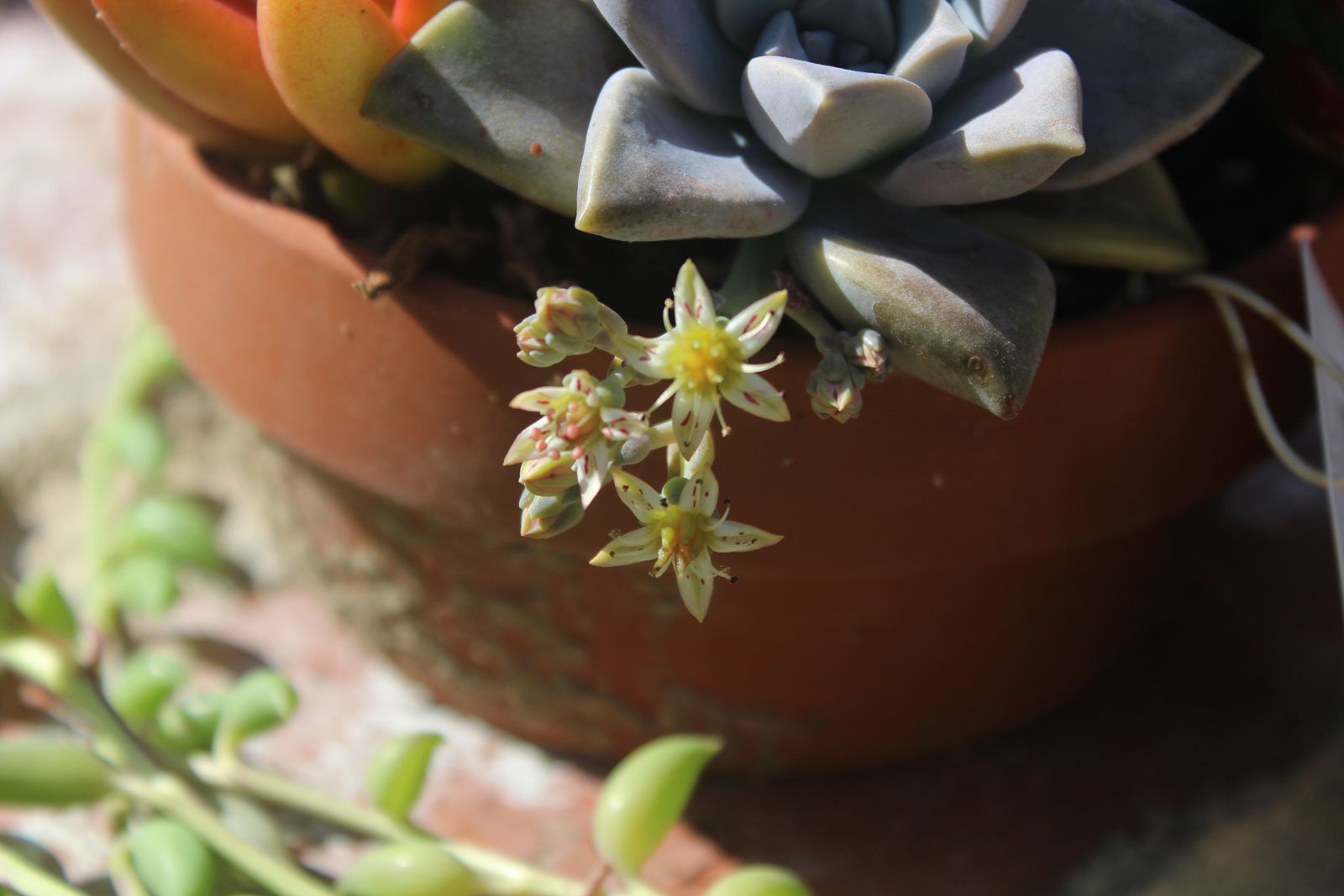 Master's Garden, photo 24
