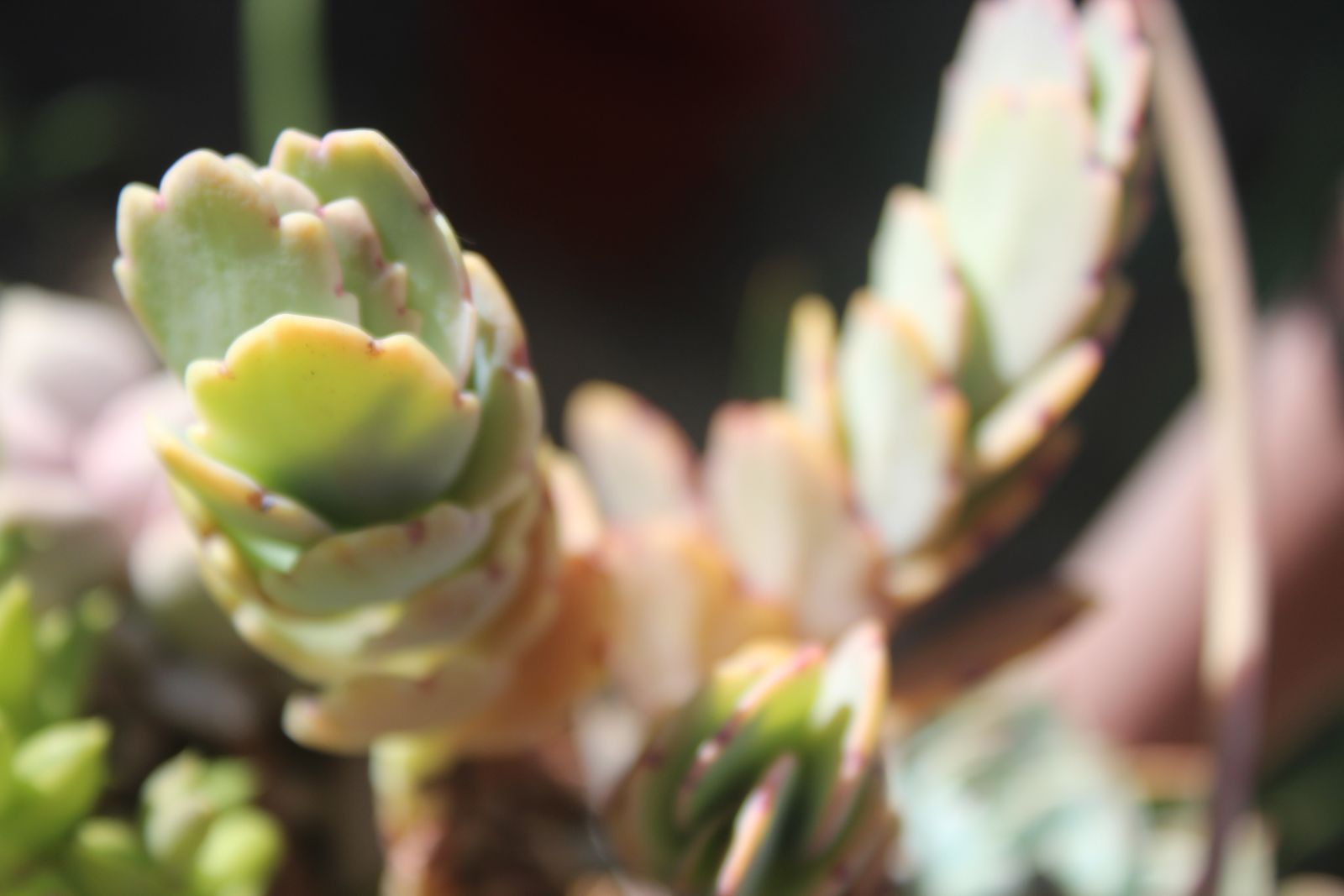 Master's Garden, photo 29