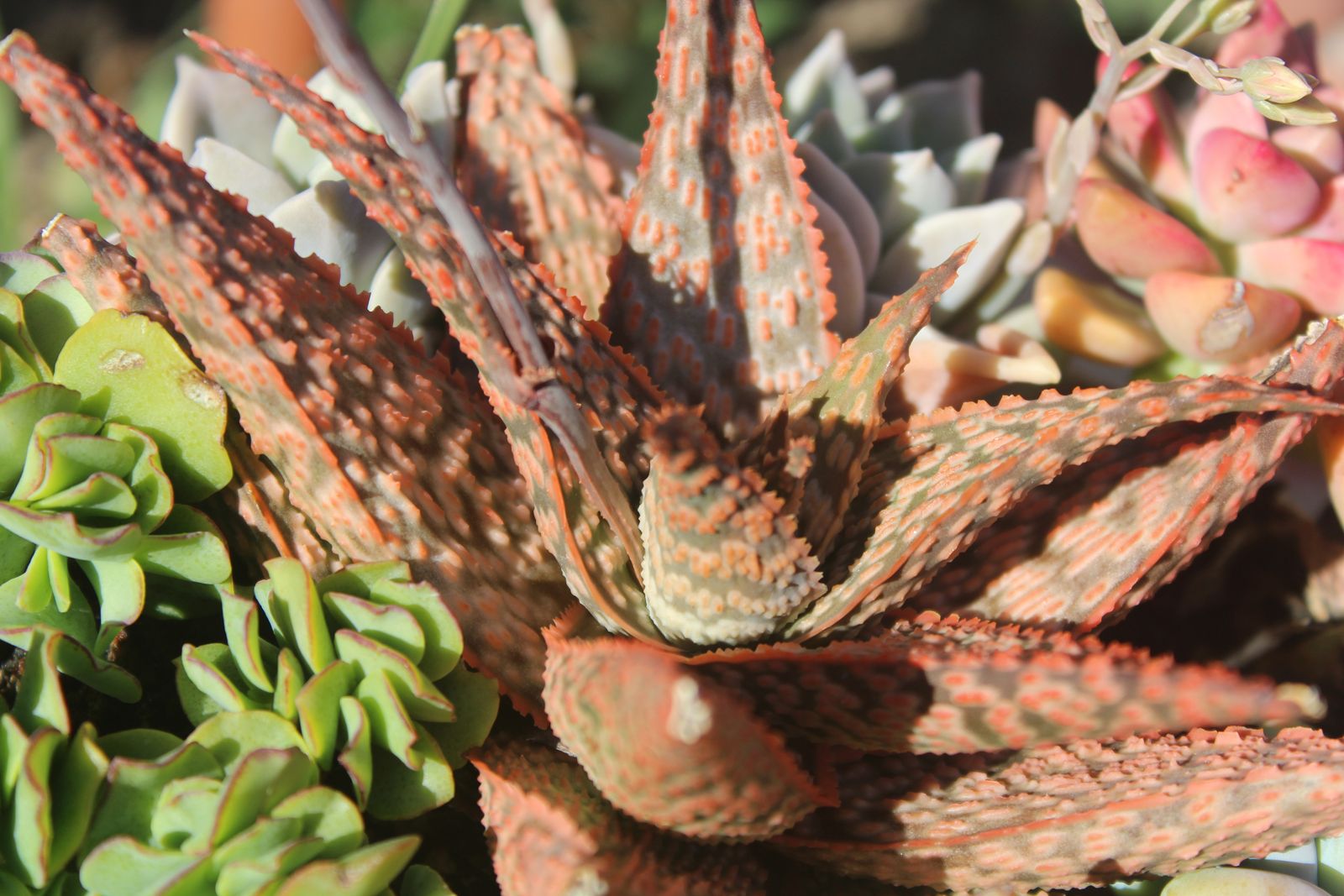 Master's Garden, photo 37